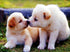 Puppies Kissing - Paint with Diamonds